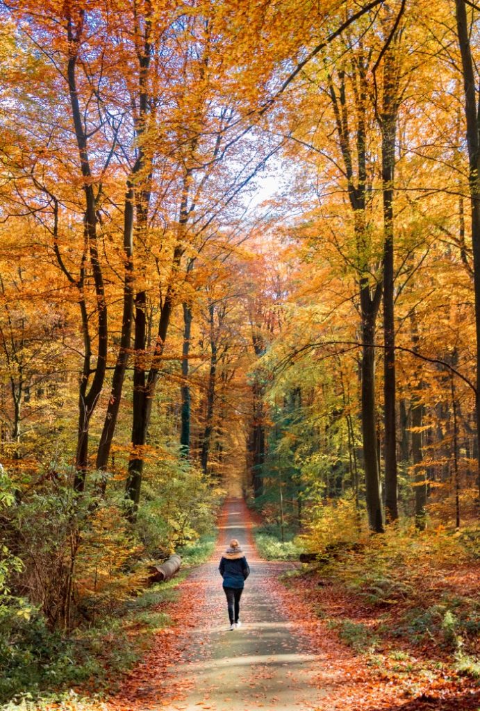 A person walks alone on a path through a forest with tall trees displaying autumn foliage in shades of orange and yellow.